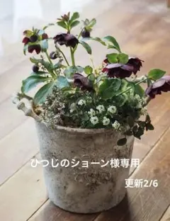 2026年最新】野田園芸の人気アイテム - メルカリ