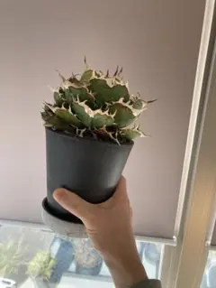 2026年最新】オアハカ 子株の人気アイテム - メルカリ