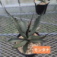 2026年最新】アガベモンタナの人気アイテム - メルカリ