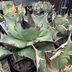 2026年最新】キングアーサー アガベの人気アイテム - メルカリ