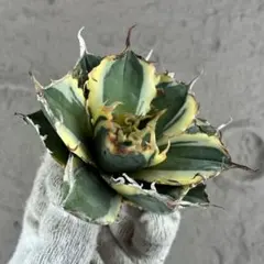 2026年最新】アガベ 白鯨 大株の人気アイテム - メルカリ