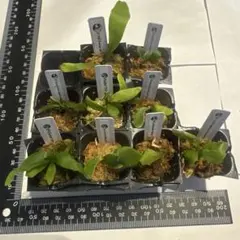 2026年最新】ギンカ ビカクシダの人気アイテム - メルカリ