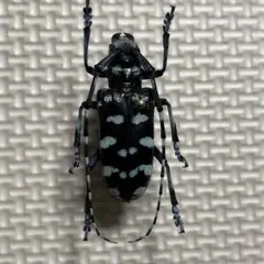 2026年最新】カミキリ 標本の人気アイテム - メルカリ