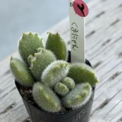 2026年最新】ロウルサンコの人気アイテム - メルカリ