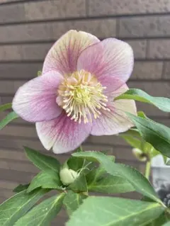 2026年最新】広瀬園芸の人気アイテム - メルカリ