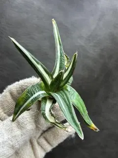 2026年最新】氷山 中斑の人気アイテム - メルカリ