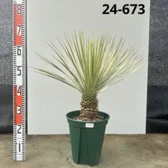 2026年最新】ロストラータ ブルーの人気アイテム - メルカリ