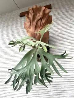 2026年最新】ginka ビカクシダの人気アイテム - メルカリ