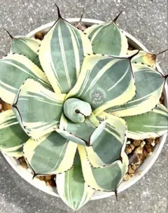 2026年最新】パリー斑入りの人気アイテム - メルカリ