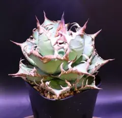 2026年最新】アガベ シーザー 親株の人気アイテム - メルカリ