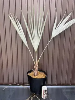 2026年最新】ブラヘアアルマータの人気アイテム - メルカリ