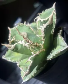 2026年最新】大白鯊 アガベの人気アイテム - メルカリ