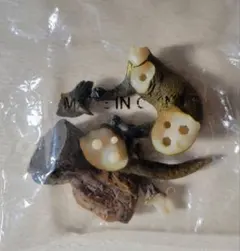 2026年最新】週刊日本の天然記念物の人気アイテム - メルカリ