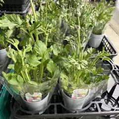 2026年最新】ラナンキュラスイカロスの人気アイテム - メルカリ