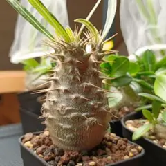 2026年最新】カクチペスの人気アイテム - メルカリ