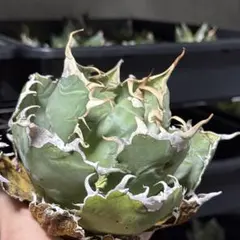 2026年最新】アガベ 白鯨 大株の人気アイテム - メルカリ