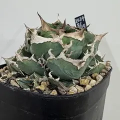 2026年最新】冰雹 アガベの人気アイテム - メルカリ