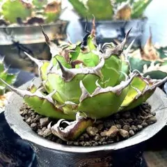 2026年最新】オアハカ 子株の人気アイテム - メルカリ