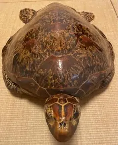 2026年最新】ウミガメの剥製の人気アイテム - メルカリ