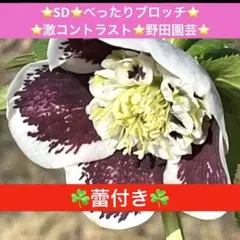 2026年最新】野田園芸の人気アイテム - メルカリ