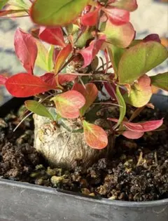 2026年最新】フォークイエリア ファシクラータ 実生の人気アイテム