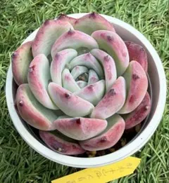 2026年最新】リンゼアナ 中里の人気アイテム - メルカリ