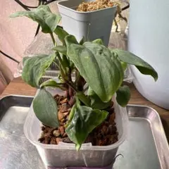 2026年最新】ホマロメナ Homalomenaの人気アイテム - メルカリ