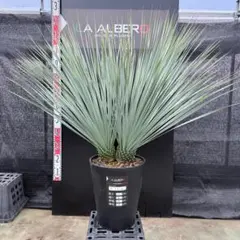 2026年最新】ユッカ リギダの人気アイテム - メルカリ