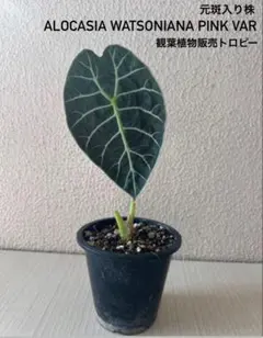 2026年最新】アロカシア ワトソニアの人気アイテム - メルカリ