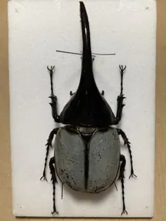 2026年最新】ヘラクレスブルー 標本の人気アイテム - メルカリ