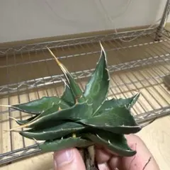 2026年最新】アガベ モンタナの人気アイテム - メルカリ