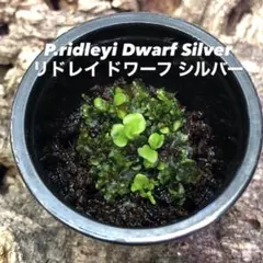 2026年最新】リドレイ ドワーフ 胞子の人気アイテム - メルカリ