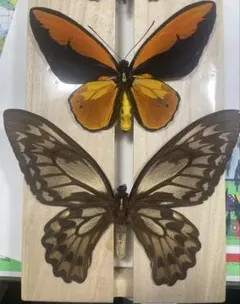 2026年最新】トリバネアゲハ 標本の人気アイテム - メルカリ