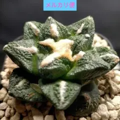 2026年最新】アリオカルプスの人気アイテム - メルカリ