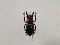 2026年最新】ミヤマクワガタ 標本の人気アイテム - メルカリ