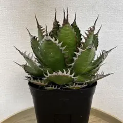 2026年最新】アガベ ホリダ 陽炎の人気アイテム - メルカリ