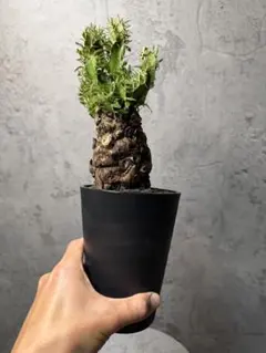 2026年最新】ユーフォルビアムランジーナの人気アイテム - メルカリ