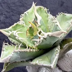 2026年最新】アガベ大白鯊の人気アイテム - メルカリ