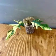 2026年最新】フィロデンドロントータムの人気アイテム - メルカリ