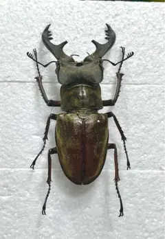 2026年最新】ミヤマクワガタ 標本の人気アイテム - メルカリ