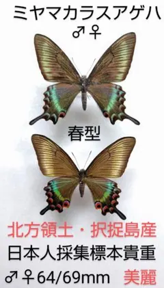 2026年最新】ミヤマカラスアゲハの人気アイテム - メルカリ