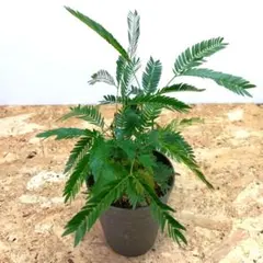 2026年最新】エバーフレッシュの人気アイテム - メルカリ