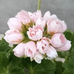 2026年最新】チューリップ咲きゼラニウムの人気アイテム - メルカリ