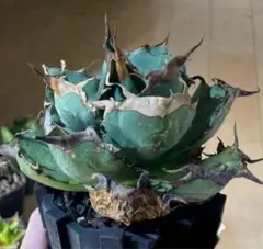 2026年最新】オアハカ 現地球の人気アイテム - メルカリ