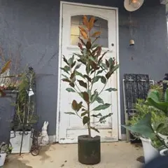 2026年最新】タイサンボク ケイパレスの人気アイテム - メルカリ