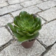 2026年最新】アエオニウム 魅金ローズの人気アイテム - メルカリ