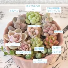 2026年最新】古都の葉の人気アイテム - メルカリ