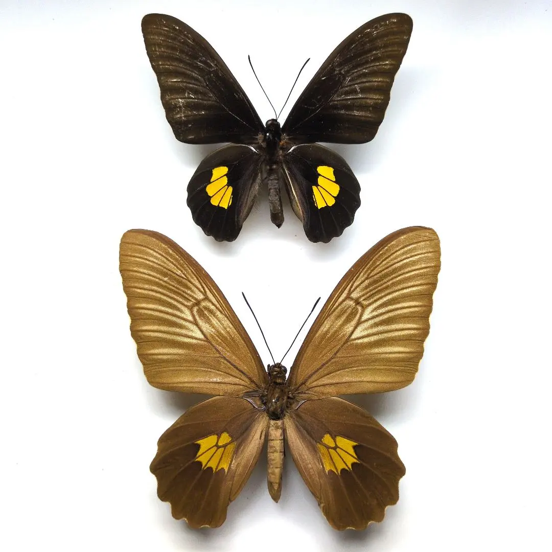 2026年最新】キシタアゲハの人気アイテム - メルカリ