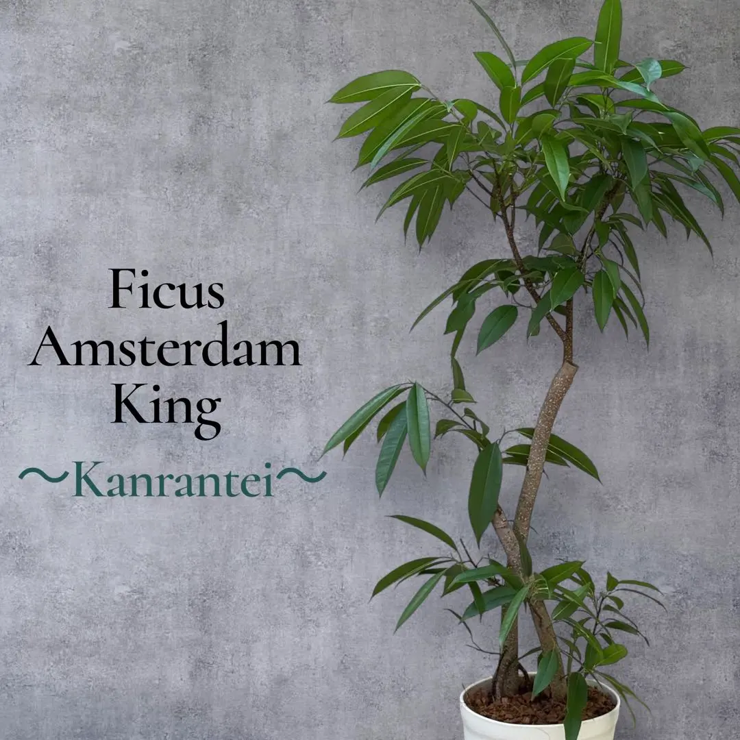 2026年最新】アムステルダムキングの人気アイテム - メルカリ