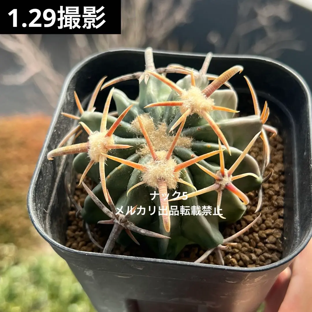 2026年最新】サボテン 綾波の人気アイテム - メルカリ